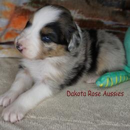 Mimosa - Blue merle female Australian Shepherd puppy in Burbank, South Dakota from Dakota Rose Aussies