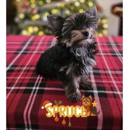 Spruce - Black and tan male Yorkshire Terrier puppy in Cherryville, North Carolina from Alsop's Precious Paws