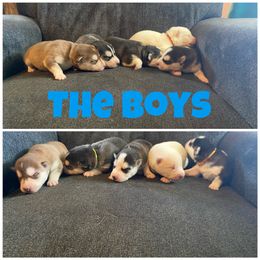 Siberian Husky Puppies from Blue Skyes Huskies