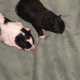 Pepper - Black male Pomeranian puppy in Childersburg, Alabama from A Sample Of Gods Love Kennels