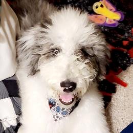 Lima - Aussiedoodle