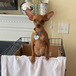 Wanda - Miniature Pinscher