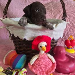 Sprinkles Girl  1 - Liver roan female German Shorthaired Pointer puppy in Banning, California from ⭐🦆 So Cal on Point GSP'S🇺🇲🇩🇪 lg