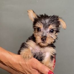 Girl 3 - Black and gold female Yorkshire Terrier puppy in San Diego, California from BC Breeders Association