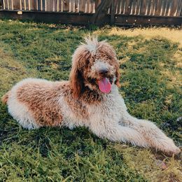 Karma - Poodle