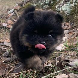 Black and tan - Black and tan male Pomeranian puppy in Gadsden, Alabama from Rich Cat’s
