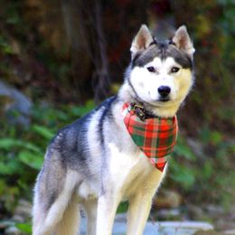 Siberian Huskies from B&H Husky Farm