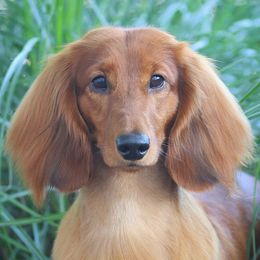 Dachshunds from Boombay