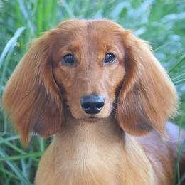 Dachshunds from Boombay