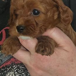 Blizzard - Red male Cavapoo puppy in Conklin, Michigan from Lake Michigan Couture Cavapoos & Cockapoos