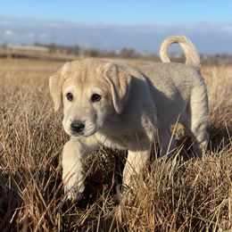Granite Boy - Fawn male Anatolian Shepherd Dog puppy in Kalispell, Montana from Wild Rooster Family Farm (AKC Anatolians OFA Hips Tested)