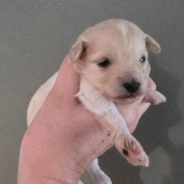 Gingerbread - Apricot female Schnoodle puppy in Hickory, North Carolina from Selene's Schnauzers