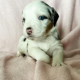 Aussiedoodle, Australian Mountain Doodle, and Bernedoodle Puppies from Rosewood Pine Doodles