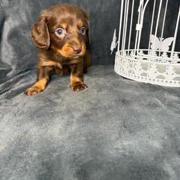 Arwen - Chocolate and tan female Dachshund puppy in Richwood, West Virginia from Wild and Wonderful Wieners