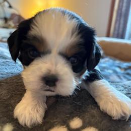 Chrissy - Tri-color female Cavalier King Charles Spaniel puppy in Saint Paul, Minnesota from Amy’s Puppy Tzu
