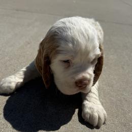 Tusk - Lemon and white male English Springer Spaniel puppy in Morrilton, Arkansas from Triple M Farms & Springers