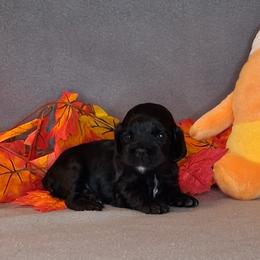 Andrew - Black male Cocker Spaniel puppy in Crossville, Tennessee from Timber Sunrise Cockers