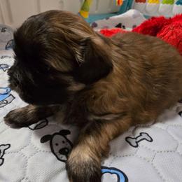 Mindy - Brindle female Shih Tzu puppy in Filer, Idaho from Shih Tzu Kennels