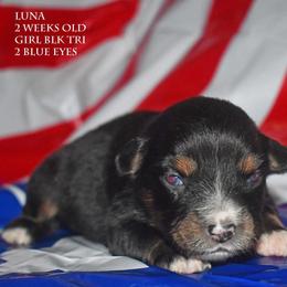 Luna - Black tri female Miniature Australian Shepherd puppy in Patterson, North Carolina from DreamLine Aussies