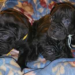 Cane Corso Puppies from Hardradas Dynasty Cane Corso