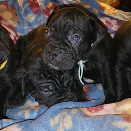 Cane Corso Puppies from Hardradas Dynasty Cane Corso