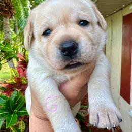 Girl 3 - Yellow female Labrador Retriever puppy in Vero Beach, Florida from Southern Sunshine Labradors