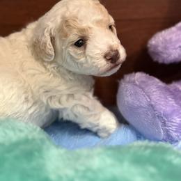 AKC apricot-cream parti toy male - Parti male Poodle puppy in Quincy, Florida from Always Best Kennels, Inc