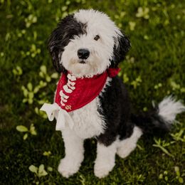 Lola - Sheepadoodle