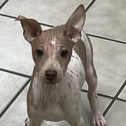 American Hairless Terriers and Chinese Cresteds from Edelweiss Kennels