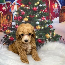 Divinity - Red  male Poodle puppy in Wheatland, California from Sapphire Ridge Poodles