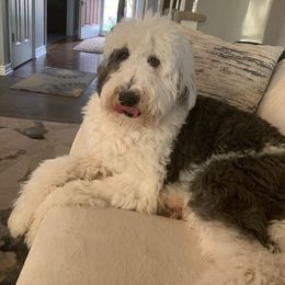 Bernedoodle, Bernese Mountain Dog, and Sheepadoodle All Grown Up from VonDoodles Bernedoodles & Sheepadoodles