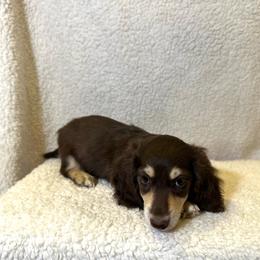 Aston - Chocolate and cream male Dachshund puppy in Stilwell, Oklahoma from Mountain Top Dachshunds