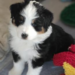 Miniature American Shepherd Puppies from All About Me Miniature American Shepherds