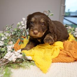 Sailor - Phantom male Bernedoodle puppy in Fort Myers, Florida from Little Golden Farm