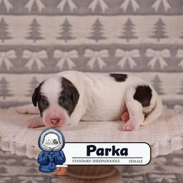 Parka - Brown and white female Sheepadoodle puppy in Cleveland, Tennessee from Narrow Path Old English & Sheepadoodles