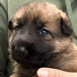 Light Yellow - Sable female German Shepherd puppy in Grantsville, Utah from Vom Haus Denfors K9 - Working German Shepherds