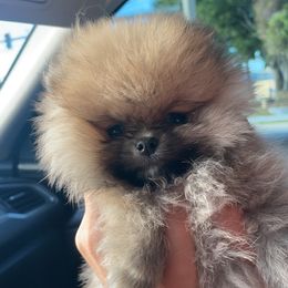 Pomeranian Puppies from Temple pomeranians