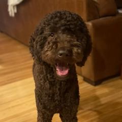 Ellie - Goldendoodle