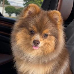 Whiskey - Pomeranian