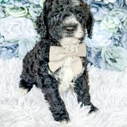 Domino - Black and white male Bernedoodle puppy in Otisville, Michigan from Danie’s Darling Doodles LLC