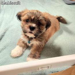 Seabiscuit - Brown male Lhasa Apso puppy in Jefferson, New York from Absolute Lhasa Love