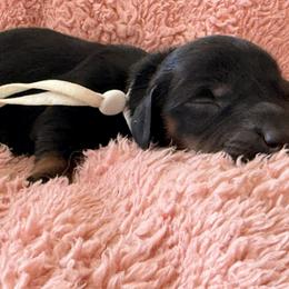 White flower - Black and tan female Dachshund puppy in Cleburne, Texas from Powers English Springer Spaniels
