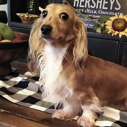 Buddy - Dachshund