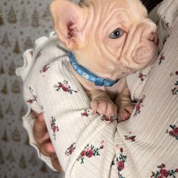 Tinker bell - Fawn and white female French Bulldog puppy in Plano, Illinois from Velvet Fluffy Pups