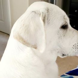 Labrador Retriever Puppies from Alabama English Labs