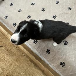 Border Collie Puppies from Roaring River Border Collies