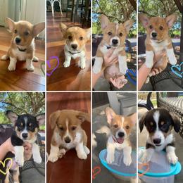 Pembroke Welsh Corgi Puppies from Connie’s Corgies