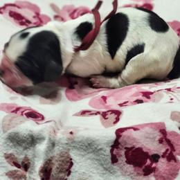 Hershey's - Black and white female English Springer Spaniel puppy in Westover, Maryland from Sterling's springer Haven
