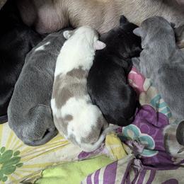 Australian Shepherd and Great Dane Puppies from AEW Farm