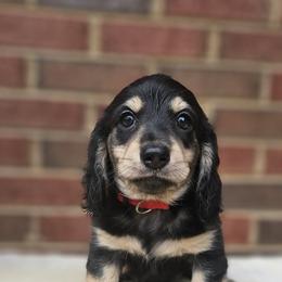 Dachshund Puppies from Royal Dackel Haus